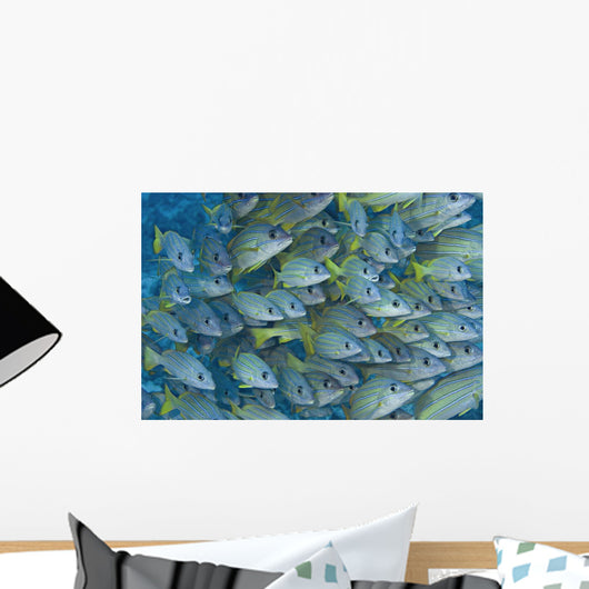 Hawaii, School Of Bluestripe Snapper Wall Mural