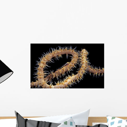 USA, Goby at night on feeding wire coral Wall Mural