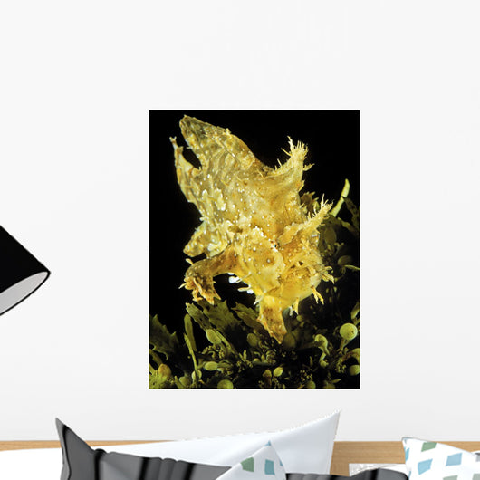 USA, Sargasumfish on floating sargasum weed in Pacific ocean Wall Mural