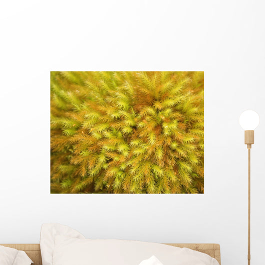 yellow moss on forest floor Wall Mural