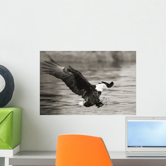 Bald Eagle hunting herring along shoreline Wall Mural