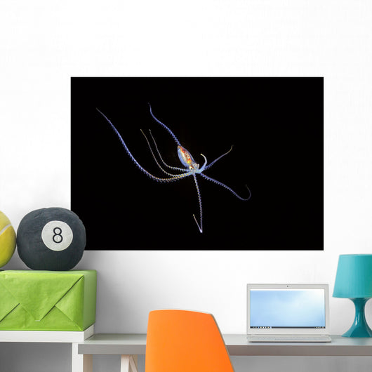 Pelagic species of octopus no more than five inches across at night Wall Mural