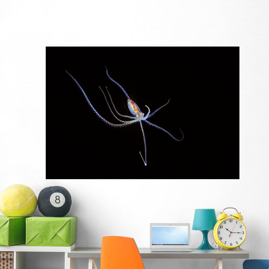 Pelagic species of octopus no more than five inches across at night Wall Mural