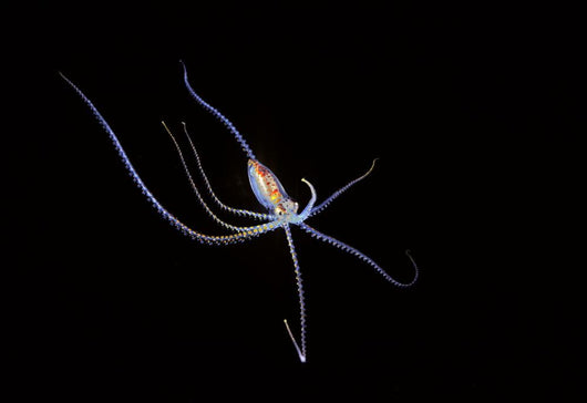 Pelagic species of octopus no more than five inches across at night Wall Mural