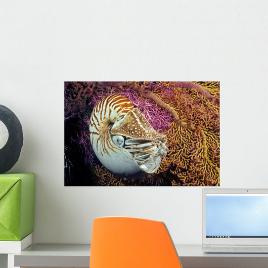 Chambered nautilus Wall Mural