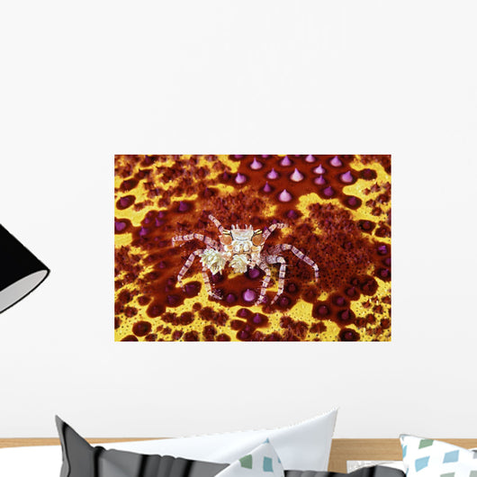Crab on bright yellow and red background Wall Mural