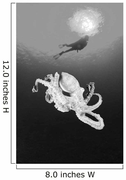 Hawaii, Lanai, Octopus In Ocean Water, Diver In Background Wall Mural
