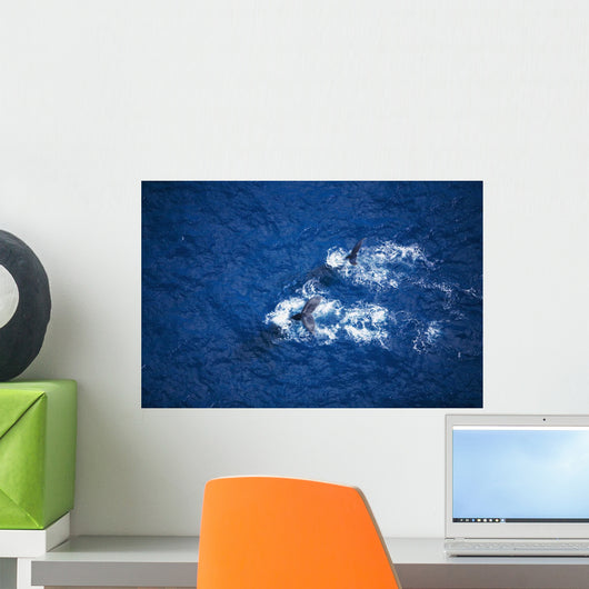Hawaii, Maui, Humpback Whales, Aerial View Wall Mural