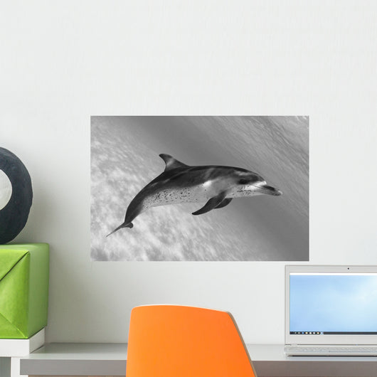 Atlantic Spotted Dolphin In Shallow Clear Ocean Water Wall Mural