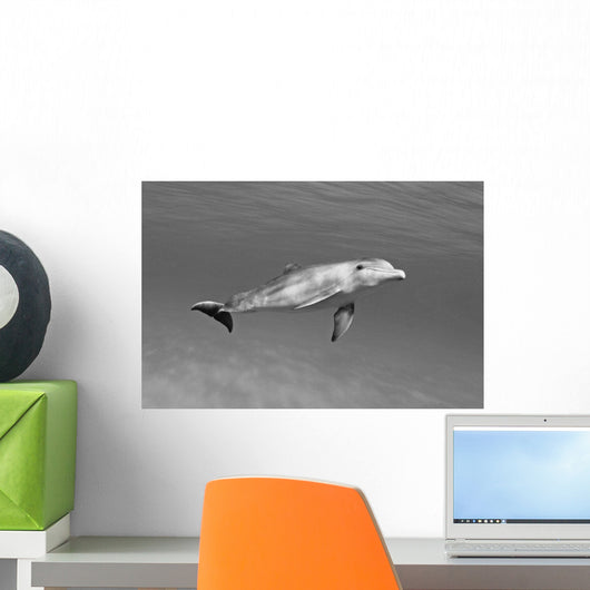 Atlantic Bottlenose Dolphin In Clear Ocean Water Wall Mural