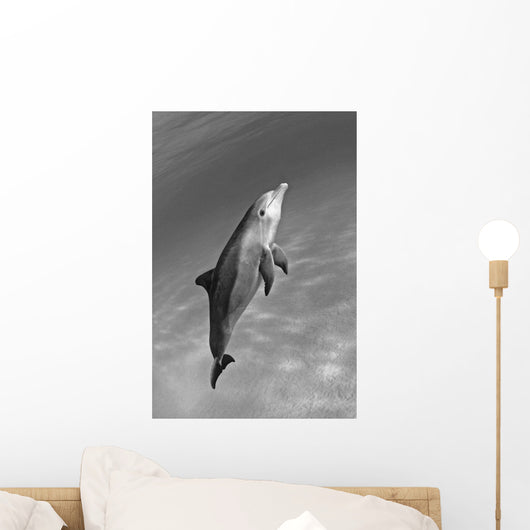 Atlantic Bottlenose Dolphin In Clear Ocean Water Wall Mural