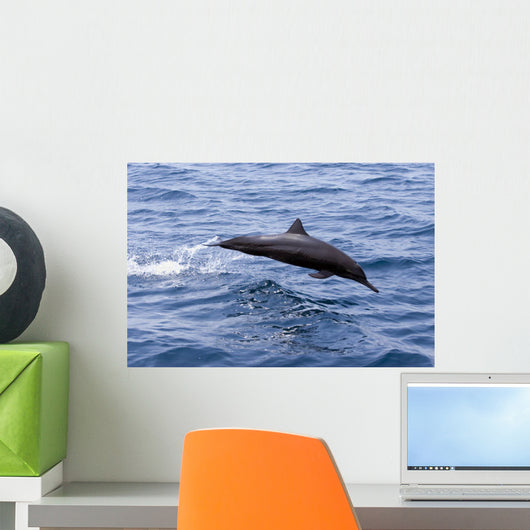 Guatemala, Puerto Quetzal, Spinner Dolphin Jumping Wall Mural