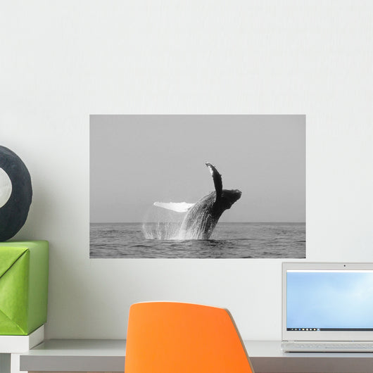 USA, Humpback Whale Breaching Wall Mural