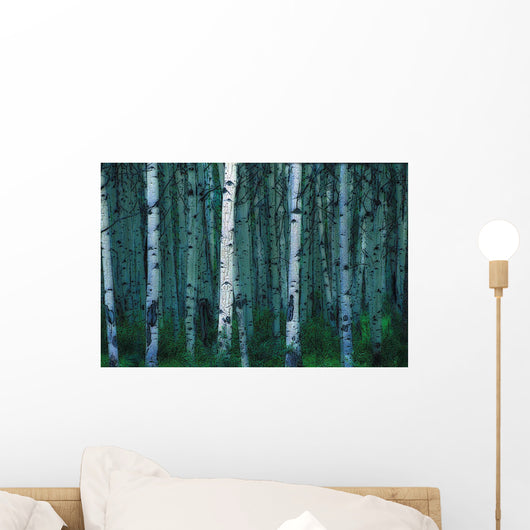 Forest Of Poplar Tree Trunks Wall Mural