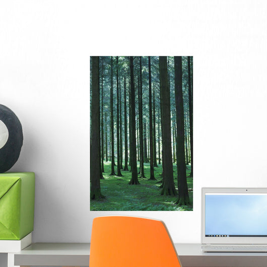 Woodland Scene In Gougane Barra Forest Park Wall Mural