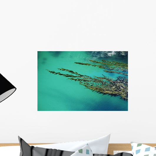 Seaweed floating in turquoise ocean water on coastline Wall Mural