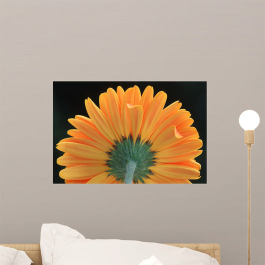 Closeup Of Yellow Flower Wall Mural
