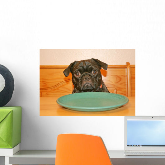 Hungry Pug Wall Mural