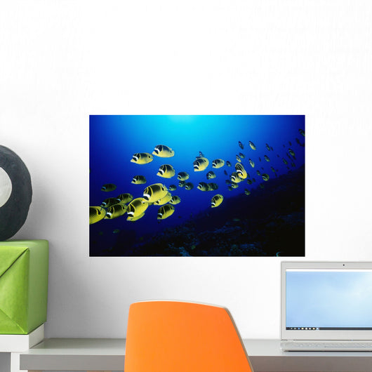 Hawaii, Schooling Raccoon Butterflyfish Over Reef Wall Mural