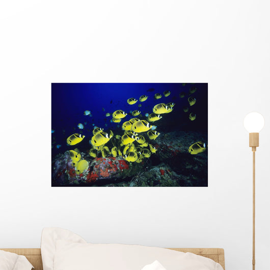 Hawaii, School Of Raccoon Butterflyfish Feeding Along Reef Wall Mural