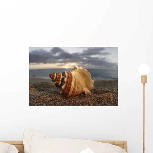 Seashell Laying In The Sand With Sun Setting Behind It Wall Mural