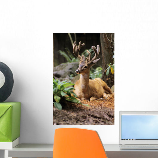 Oregon, Black-Tailed Deer, Wall Mural