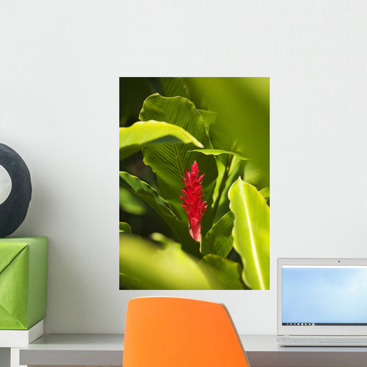 Red Ginger Flower Between Green Leaves Wall Mural