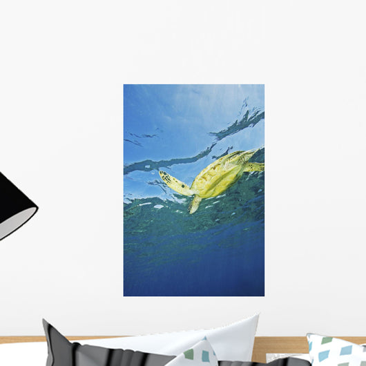 Hawaii, Green Sea Turtle Swimming Near Surface Wall Mural