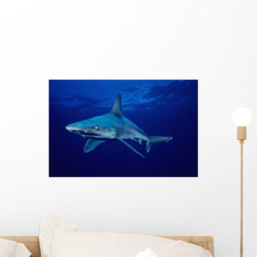 USA, Sandbar Shark in clear blue water near surface Wall Mural