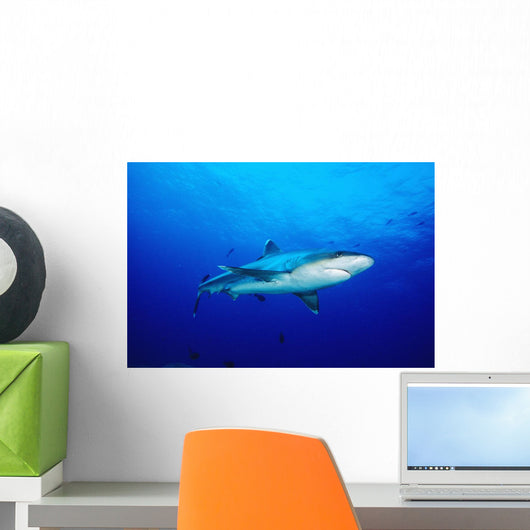 Thailand, Silvertip Shark In Clear Blue Water Wall Mural
