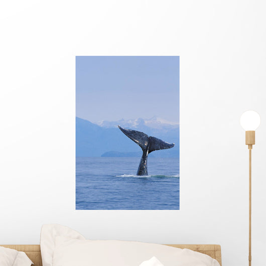 Fluke Of A Humpback Whale Wall Mural