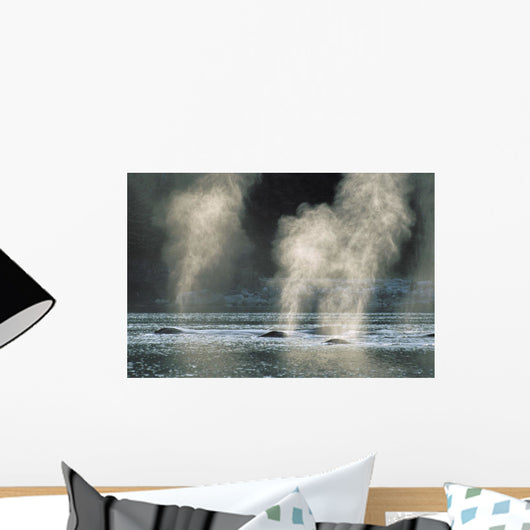 Group Of Humpback Whales Surfacing Wall Mural