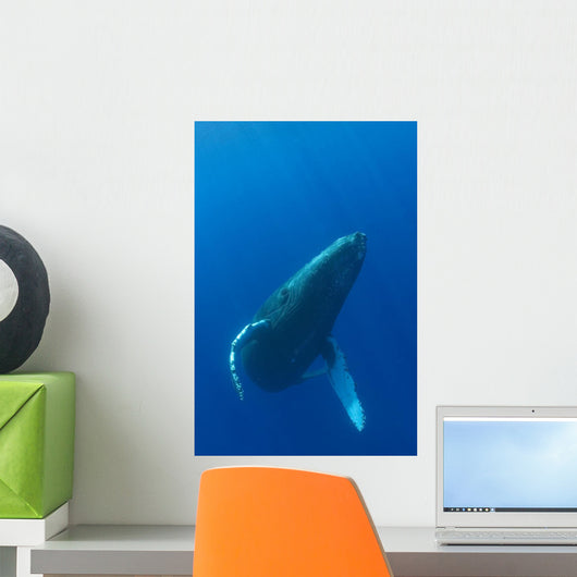 Hawaii, Humpback Whale Swimming In Deep Blue Ocean Wall Mural
