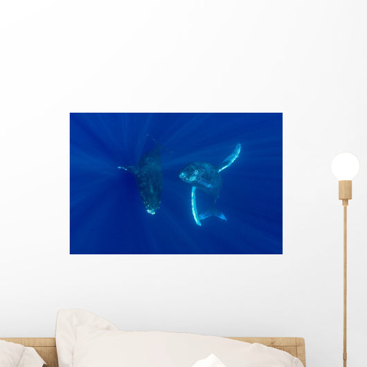 Hawaii, Two Humpback Whales Swimming In Deep Blue Ocean Wall Mural