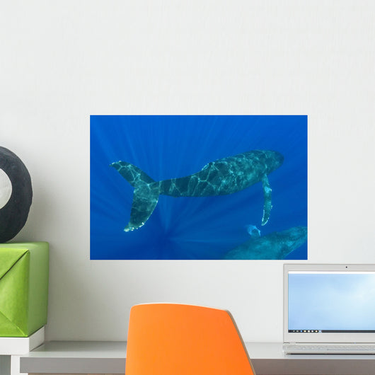 Hawaii, Two Humpback Whales Swimming In Deep Blue Ocean Wall Mural