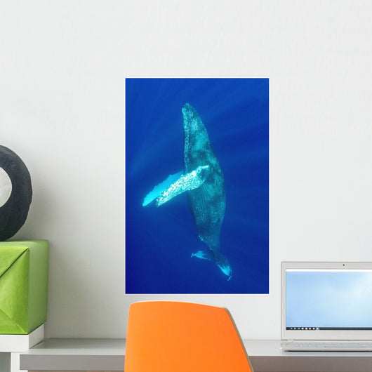 Hawaii, Humpback Whale Swimming In Deep Blue Ocean Wall Mural