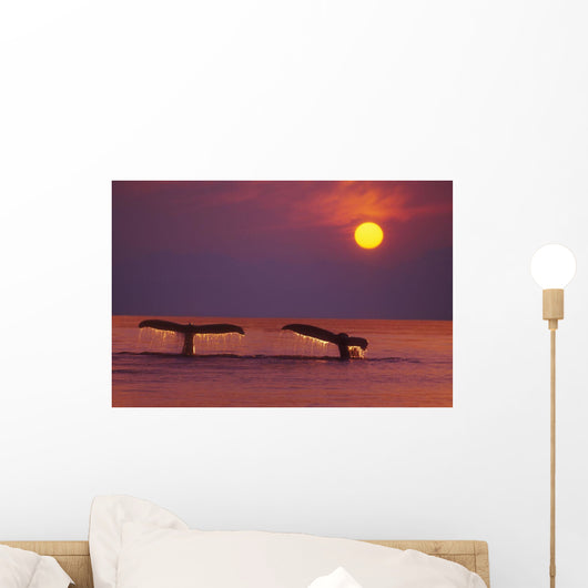 Inside Passage 2 Humpback Whales Fluke By A Fiery Sunset Wall Mural
