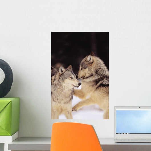 Alaska, Gray Wolves Playing In Deep Winter Snow At The Forests Edge Wall Mural