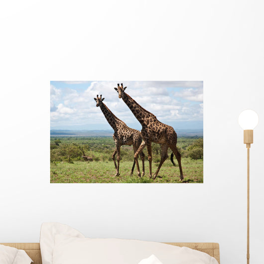 Giraffen