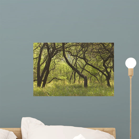 Hawaii, Lanai, Manele Bay Beach Park, Grove Of Kiawe Trees Wall Mural