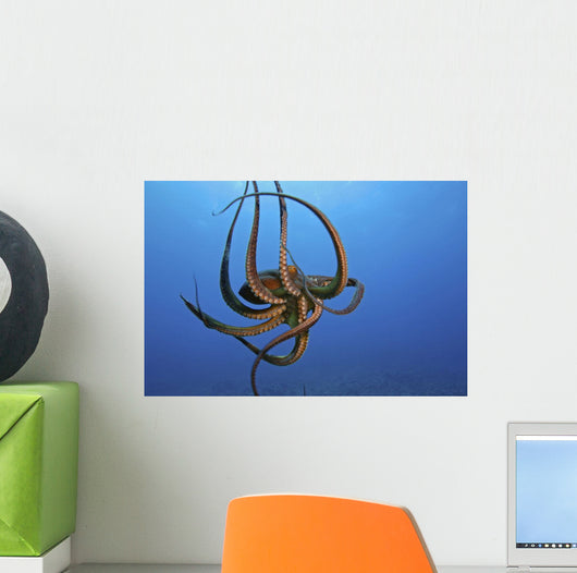 Day Octopus The Tentacles Are Visible On This Eight Armed Cephalopod Wall Mural