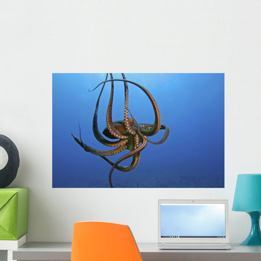 Day Octopus The Tentacles Are Visible On This Eight Armed Cephalopod Wall Mural