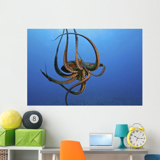 Day Octopus The Tentacles Are Visible On This Eight Armed Cephalopod Wall Mural