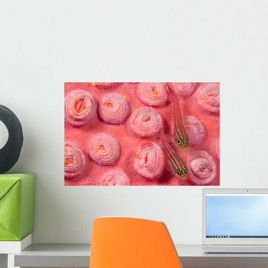 Indonesia, Striped Triplefin On Pink Tubastraea Coral Wall Mural