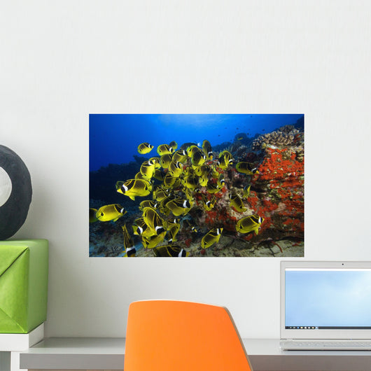 Hawaii, School Of Racoon Butterflyfish Along Reef Wall Mural