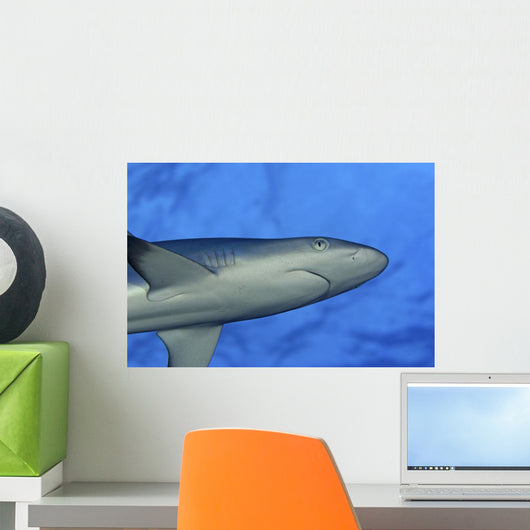 Hawaii, Grey Reef Shark Viewed From Below Wall Mural