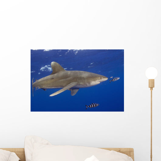 Hawaii, Big Island, Oceanic Whitetip Shark With Pilot Fish Wall Mural