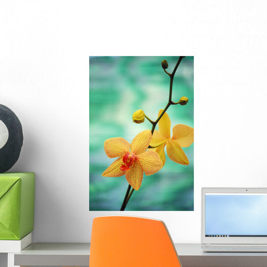 Hawaii, Yellow Dendrobium With Orange Speckles, Orchid Flower On Plant Wall Mural