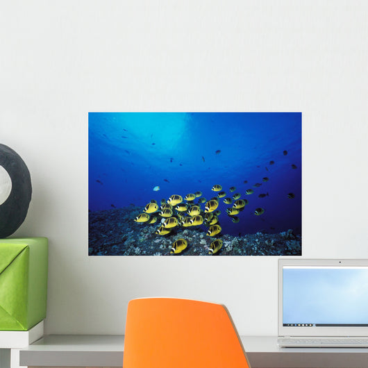 Schooling Raccoon Butterflyfish Near Reef Wall Mural