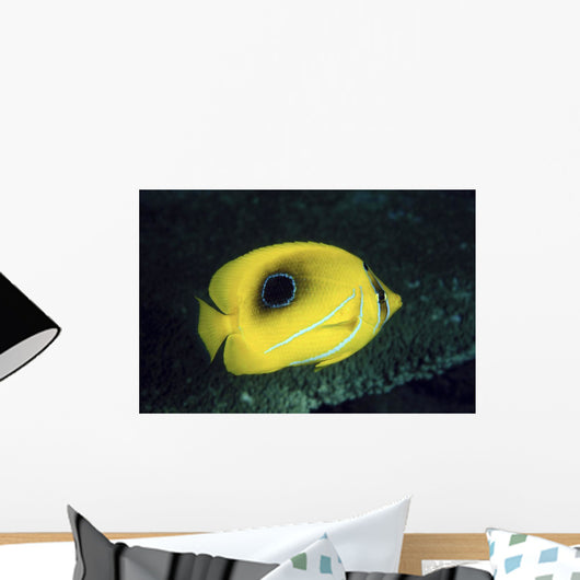Indonesia, Bennett's Butterflyfish Wall Mural